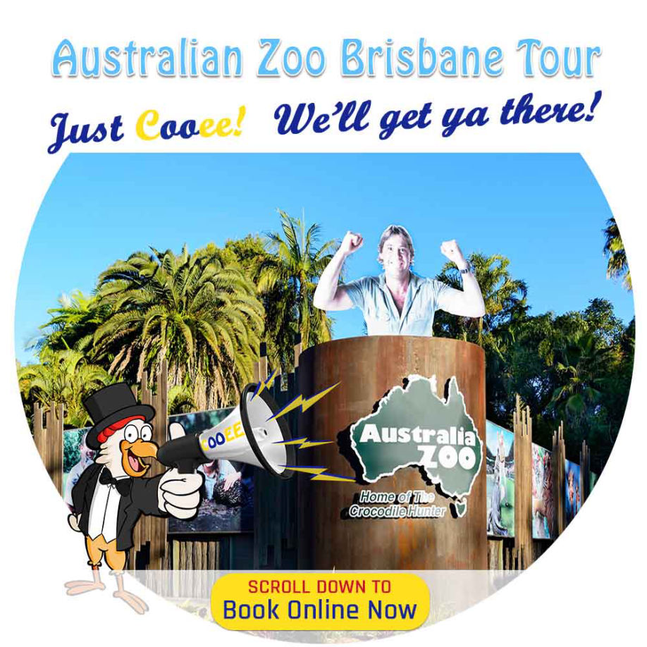 Australian Zoo Brisbane Day Tour